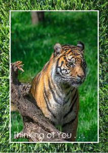 Sumatran Tiger portrait Card