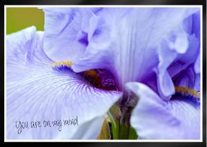 Chianti light purplish blue tall bearded iris Card