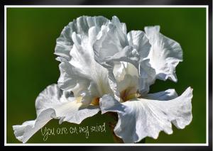 Alabama Bound Bearded Iris elegant Card