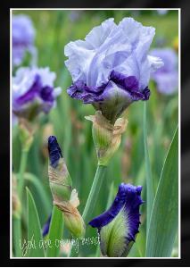 Mans Best Friend Bearded Iris Card