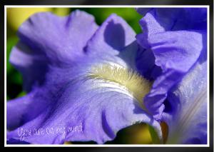 Victoria Falls bearded iris Card