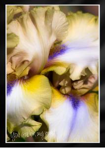 Iris elegant Handmade Card