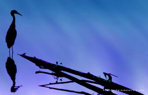 Silhouette of Great Blue Heron on purple blue