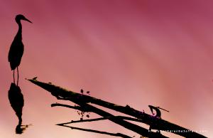 Silhouette of Great Blue Heron on reddish peach