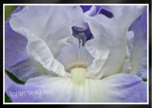 Elegant light blue white bearded Iris Card
