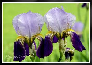 Regal Royal Violet Purple Iris Two Card