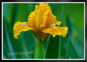 Yellow Miniature Iris with raindrops Card