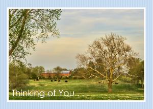 Cows In Field With Lone Tree In Field Card