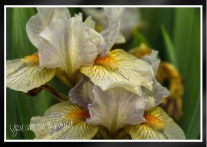 Elegant iris veined petals Card