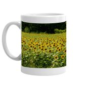 Panorama of a field of country Sunflowers