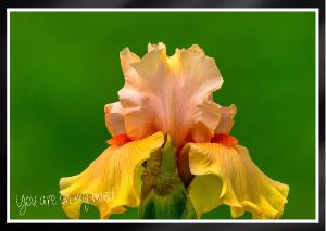 Early To Rise Tall Bearded Iris close view Card