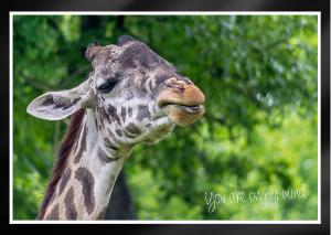 Masai Giraffe male head tilted up smile Card