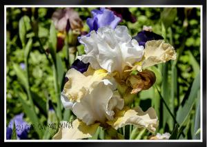Elegant Apricot kerfuffle iris Card