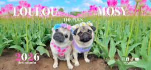 Loulou & Mosy the Pugs 2026 Desk Calendar