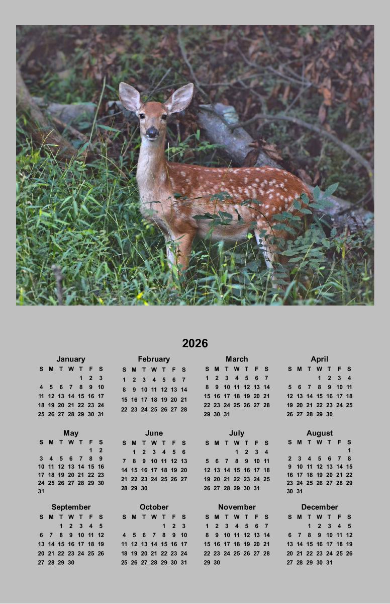 Whitetail Fawn Poster Calendar