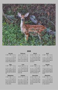Whitetail Fawn Poster Calendar