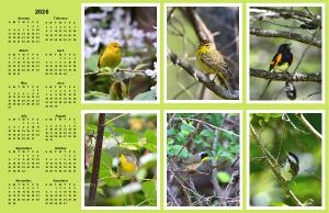 Warblers Poster Calendar