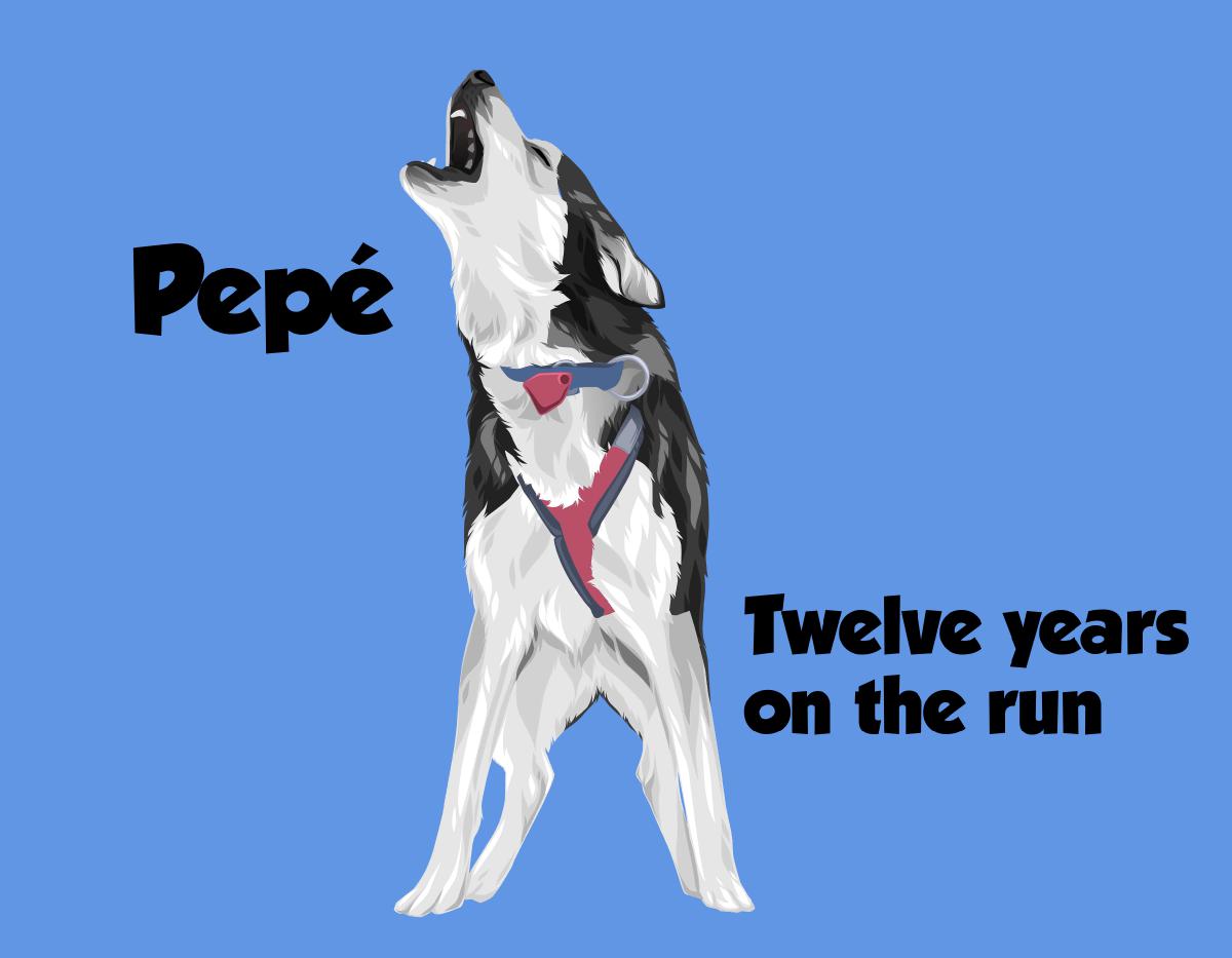 A Dozen Years of Pepé