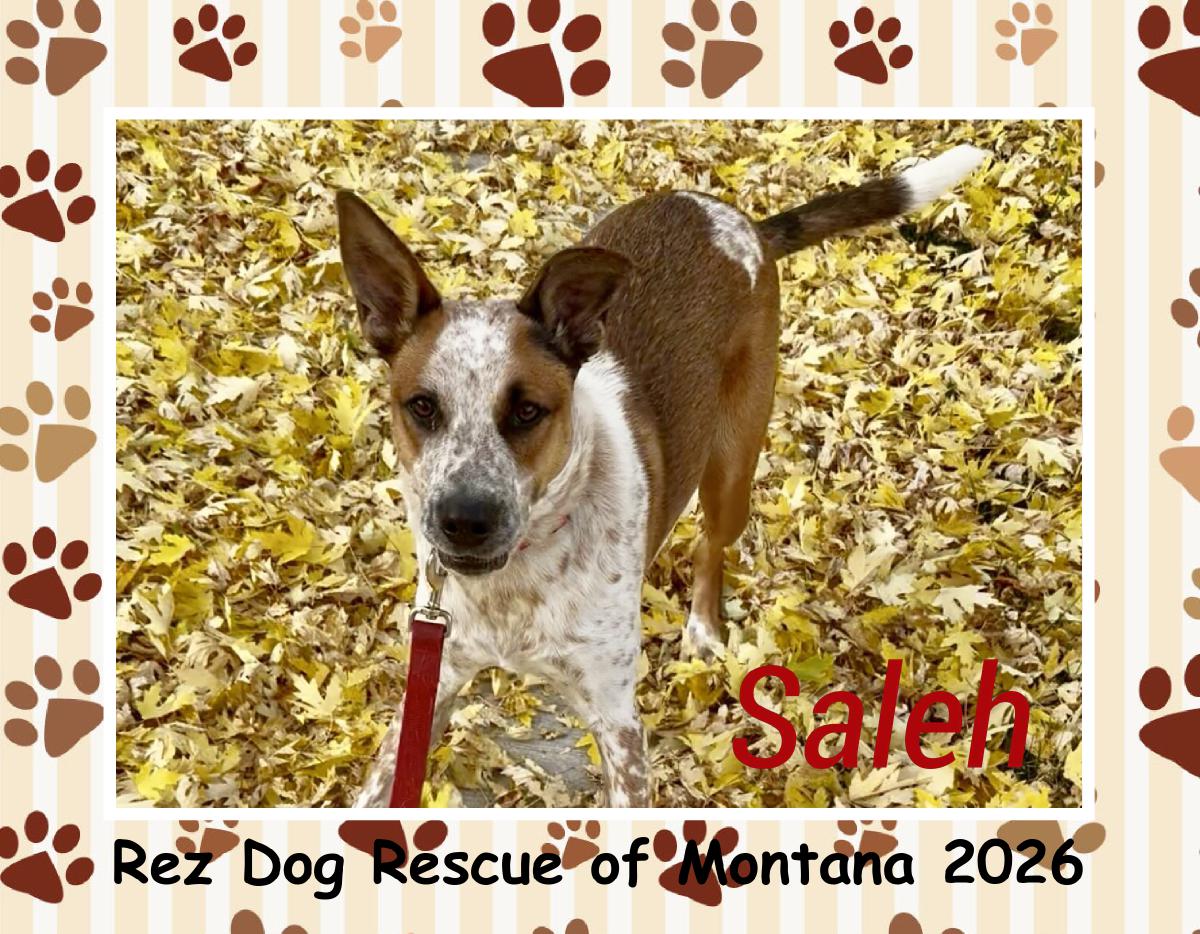 Rez Dog Rescue of Montana 2026
