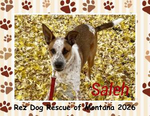 Rez Dog Rescue of Montana 2026