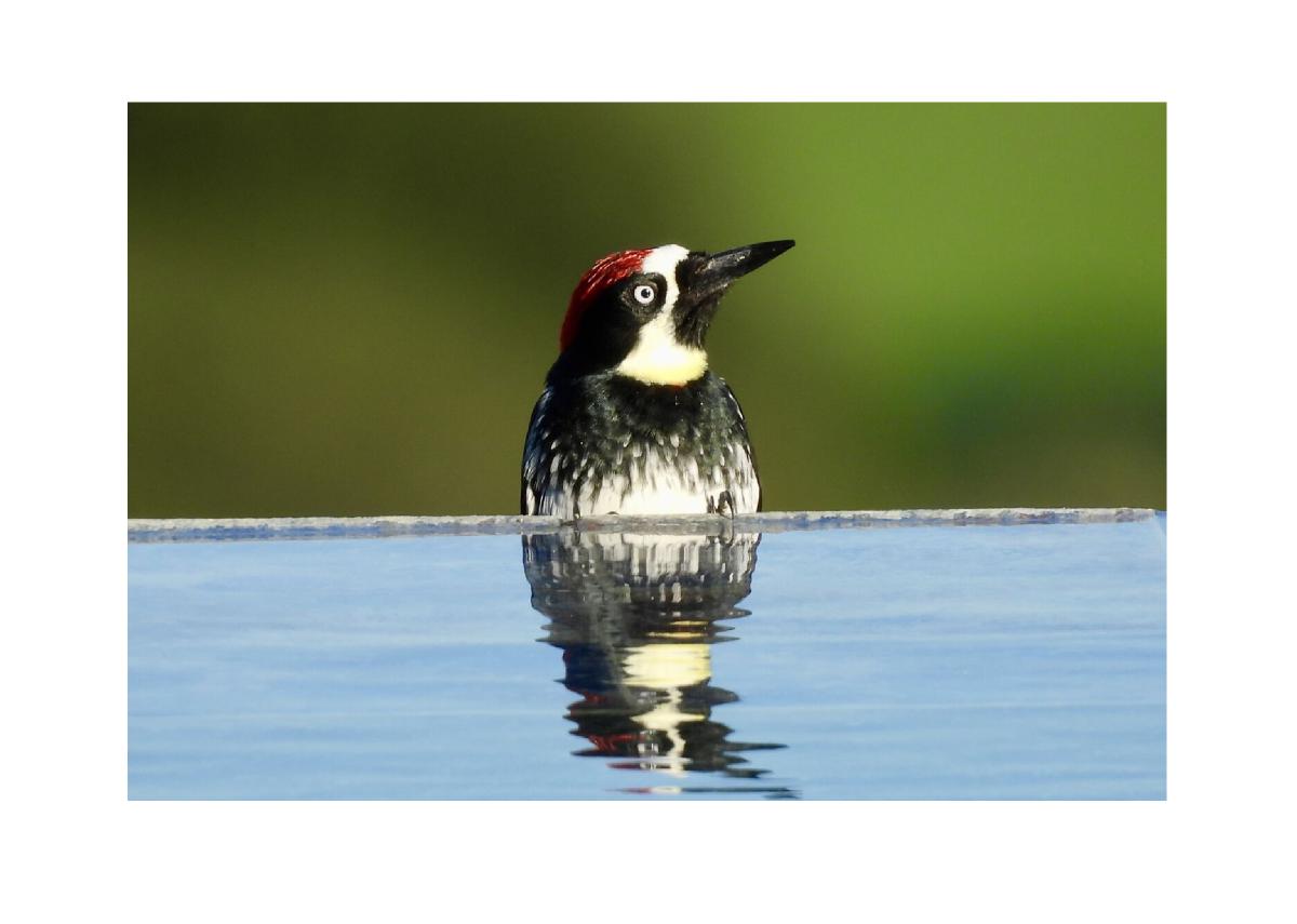 Acorn Woodpecker Card