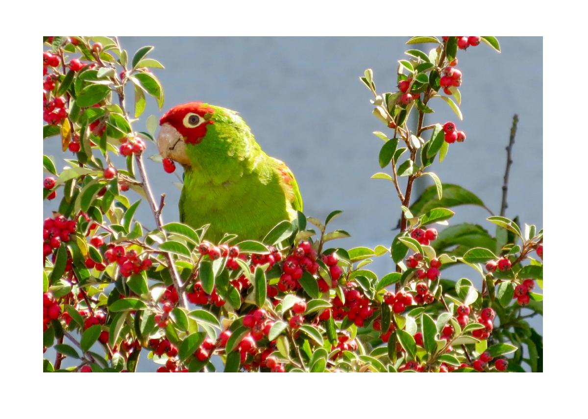 Red-Masked Parakeet Card