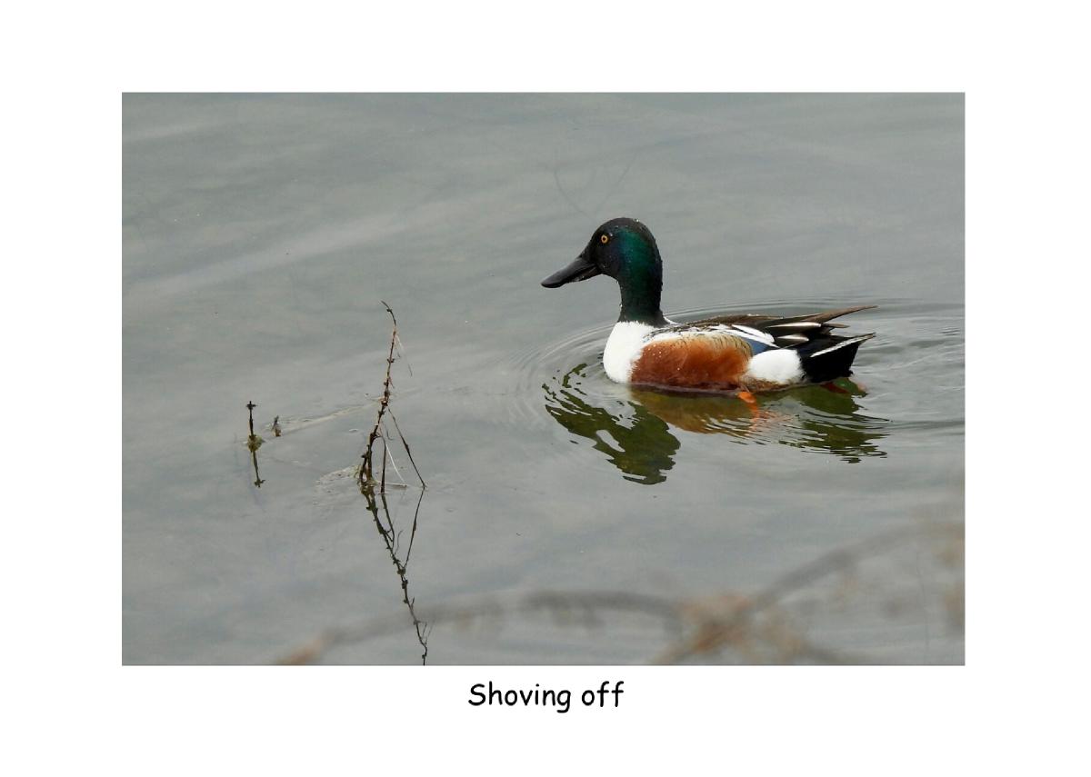 Northern Shoveler Card