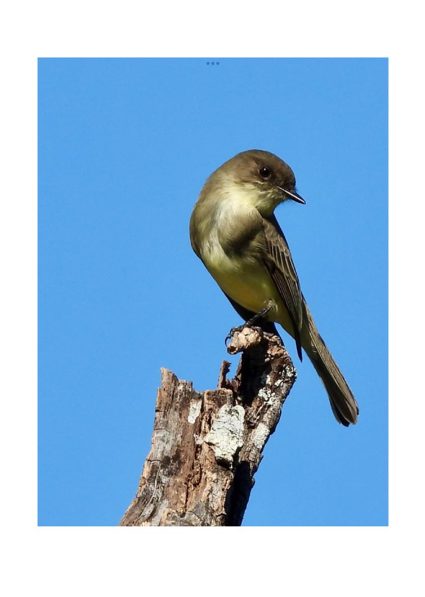 Eastern Phoebe Card