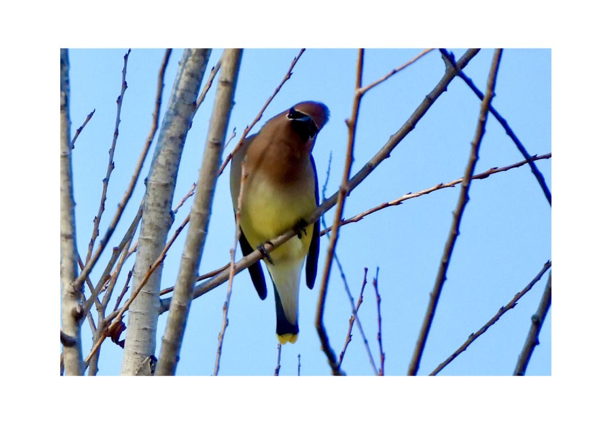 Cedar Waxwing Card