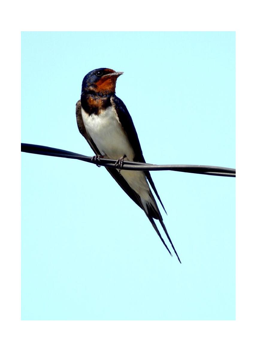 Barn Swallow Card