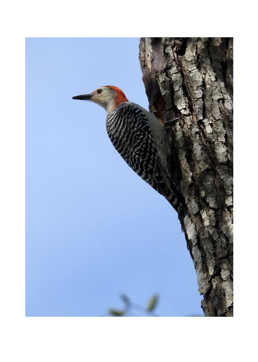 Red-bellied Woodpecker Card