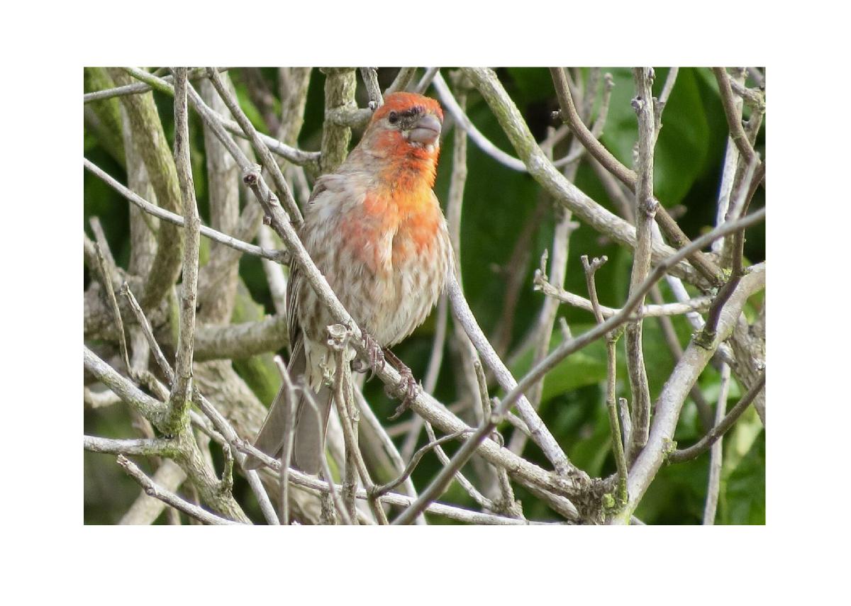 House Finch Card