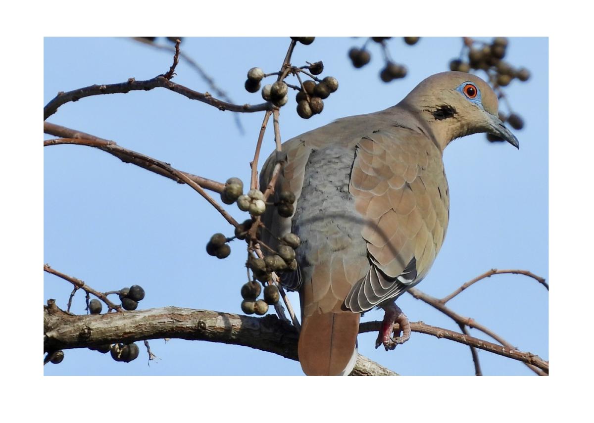 White-winged Dove Card