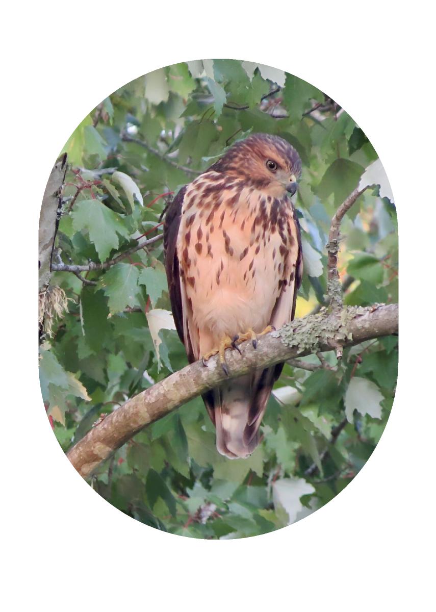 Cooper’s Hawk Card