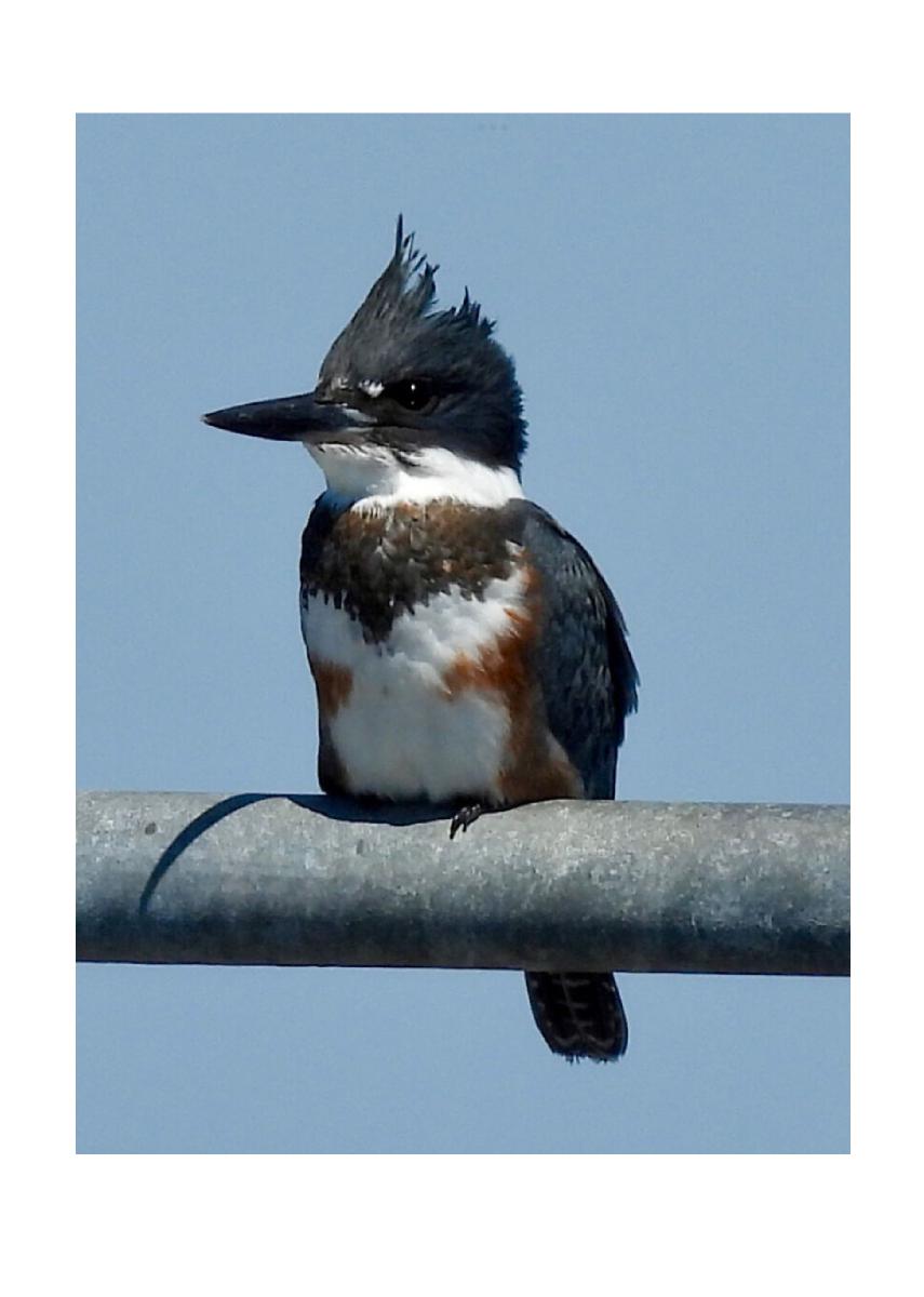 Belted Kingfisher Card
