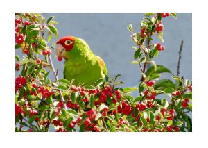 Red-Masked Parakeet Card