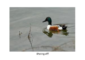 Northern Shoveler Card