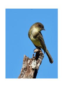 Eastern Phoebe Card