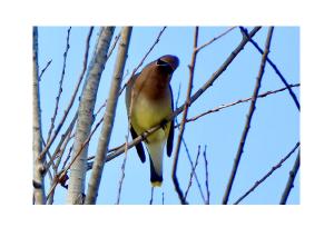 Cedar Waxwing Card
