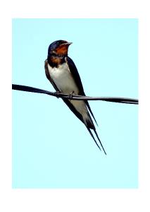 Barn Swallow Card