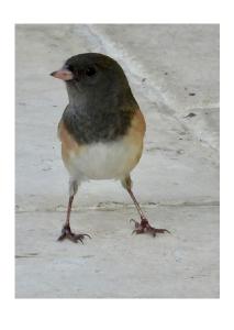 Slate-colored Junco Card