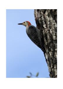 Red-bellied Woodpecker Card