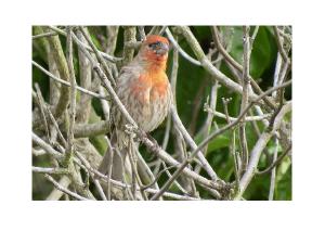 House Finch Card