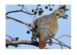White-winged Dove Card