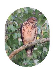 Cooper’s Hawk Card