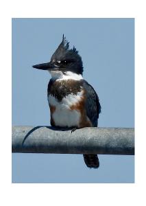 Belted Kingfisher Card
