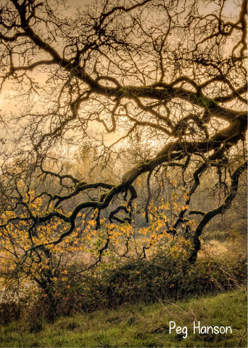 Oak Sunset 2024 Photo Card