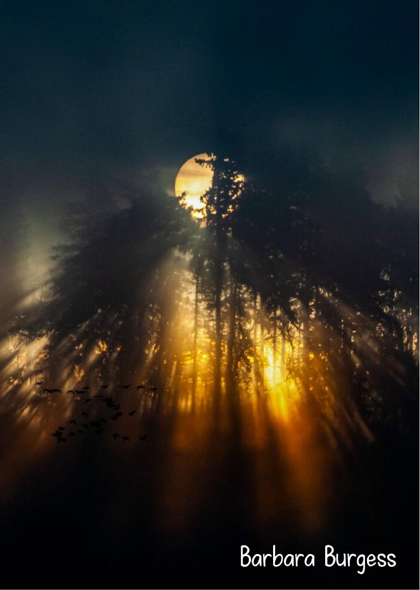 Sun & Smokey Refuge 2024 Photo Card