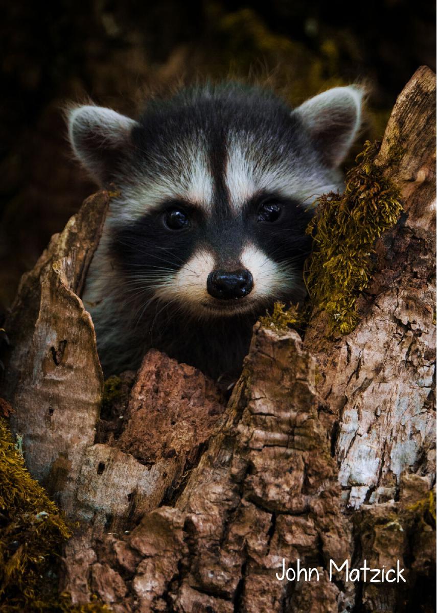 Raccoon Kit 2024 Photo Card