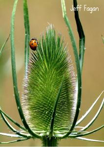 2021 Ladybug & Teasel photo card